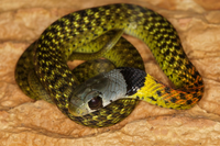 Loài rắn bảy màu mang nọc độc nguy hiểm