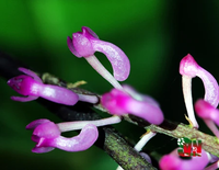 Điểm tên những loài hoa lan rừng cực hiếm, có tên trong Sách đỏ Việt Nam