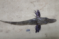 Sự thật khó tin về loài cá duy nhất có máu màu trắng, sống nơi lạnh nhất thế giới