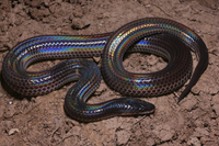 Loài rắn hổ không có nọc độc, là khắc tinh của rắn độc 