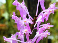 Điểm tên những loài hoa lan rừng cực hiếm, có tên trong Sách đỏ Việt Nam