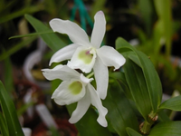 Điểm tên những loài hoa lan rừng cực hiếm, có tên trong Sách đỏ Việt Nam