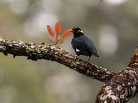 Loài chim biết nói tiếng người rất giỏi, được vua chúa yêu thích