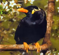 Loài chim biết nói tiếng người rất giỏi, được vua chúa yêu thích