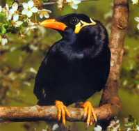 Loài chim biết nói tiếng người rất giỏi, được vua chúa yêu thích