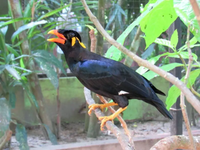 Loài chim biết nói tiếng người rất giỏi, được vua chúa yêu thích