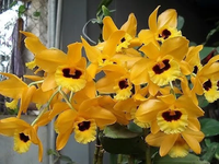 Điểm tên những loài hoa lan rừng cực hiếm, có tên trong Sách đỏ Việt Nam