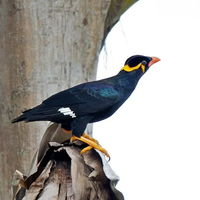 Loài chim biết nói tiếng người rất giỏi, được vua chúa yêu thích