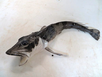 Sự thật khó tin về loài cá duy nhất có máu màu trắng, sống nơi lạnh nhất thế giới