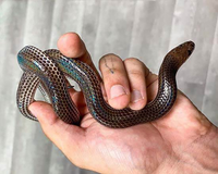 Loài rắn hổ không có nọc độc, là khắc tinh của rắn độc 