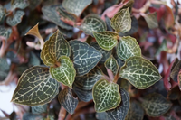 Điểm tên những loài hoa lan rừng cực hiếm, có tên trong Sách đỏ Việt Nam