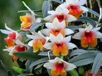 Điểm tên những loài hoa lan rừng cực hiếm, có tên trong Sách đỏ Việt Nam