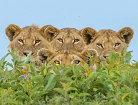 Điểm tên những loài động vật đi săn tập thể khiến con mồi khiếp sợ