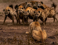 Điểm tên những loài động vật đi săn tập thể khiến con mồi khiếp sợ