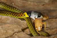 Loài rắn bảy màu mang nọc độc nguy hiểm