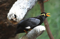 Loài chim biết nói tiếng người rất giỏi, được vua chúa yêu thích