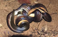 Loài rắn hổ không có nọc độc, là khắc tinh của rắn độc 