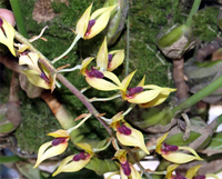 Điểm tên những loài hoa lan rừng cực hiếm, có tên trong Sách đỏ Việt Nam