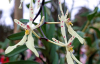 Điểm tên những loài hoa lan rừng cực hiếm, có tên trong Sách đỏ Việt Nam