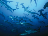 Điểm tên những loài động vật đi săn tập thể khiến con mồi khiếp sợ