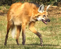 Loài chó thích ăn hoa quả và sở hữu đôi chân 