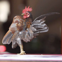 Loài gà nhỏ nhất thế giới có thân hình như lực sĩ