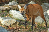 Loài chó thích ăn hoa quả và sở hữu đôi chân 