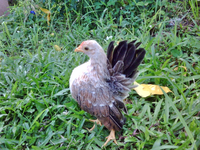 Loài gà nhỏ nhất thế giới có thân hình như lực sĩ