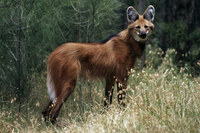 Loài chó thích ăn hoa quả và sở hữu đôi chân 