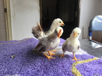 Loài gà nhỏ nhất thế giới có thân hình như lực sĩ