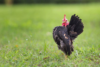 Loài gà nhỏ nhất thế giới có thân hình như lực sĩ