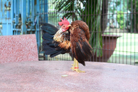 Loài gà nhỏ nhất thế giới có thân hình như lực sĩ