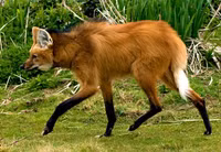 Loài chó thích ăn hoa quả và sở hữu đôi chân 