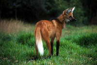 Loài chó thích ăn hoa quả và sở hữu đôi chân 