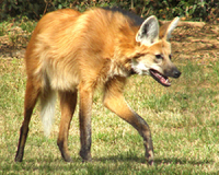 Loài chó thích ăn hoa quả và sở hữu đôi chân 