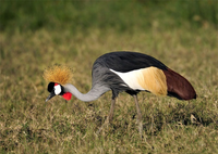 Loài chim có vũ điệu hấp dẫn và tiếng kêu đặc biệt được chọn là quốc điểu của Uganda