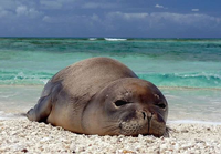 Ấn tượng những loài động vật kỳ thú chỉ có ở Bắc Mỹ