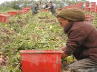 Khoai tây đắt nhất thế giới, giá lên tới vài chục triệu đồng/kg