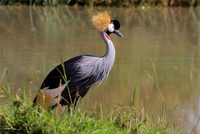 Loài chim có vũ điệu hấp dẫn và tiếng kêu đặc biệt được chọn là quốc điểu của Uganda