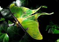 Ấn tượng những loài động vật kỳ thú chỉ có ở Bắc Mỹ