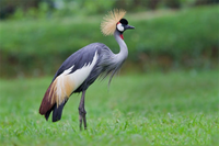 Loài chim có vũ điệu hấp dẫn và tiếng kêu đặc biệt được chọn là quốc điểu của Uganda