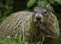 Ấn tượng những loài động vật kỳ thú chỉ có ở Bắc Mỹ