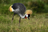 Loài chim có vũ điệu hấp dẫn và tiếng kêu đặc biệt được chọn là quốc điểu của Uganda