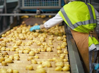 Khoai tây đắt nhất thế giới, giá lên tới vài chục triệu đồng/kg