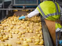 Khoai tây đắt nhất thế giới, giá lên tới vài chục triệu đồng/kg