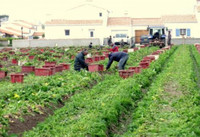 Khoai tây đắt nhất thế giới, giá lên tới vài chục triệu đồng/kg