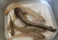 Loài cá mệnh danh 