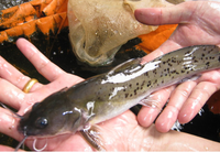 Loài cá mệnh danh 