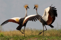 Loài chim có vũ điệu hấp dẫn và tiếng kêu đặc biệt được chọn là quốc điểu của Uganda