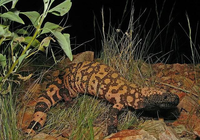 Ấn tượng những loài động vật kỳ thú chỉ có ở Bắc Mỹ